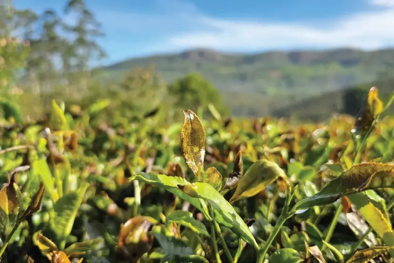 Munnar extreme cold tea plantation damage