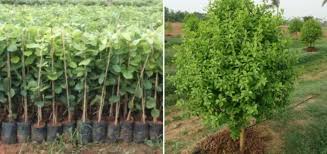 Red Sandalwood Farming in Kerala