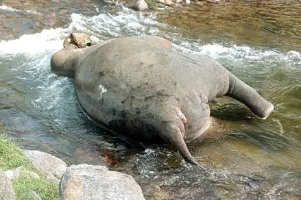 Idukki Elephant Calf Death Investigation