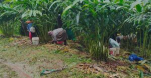 Kera Cardamom Replanting Scheme